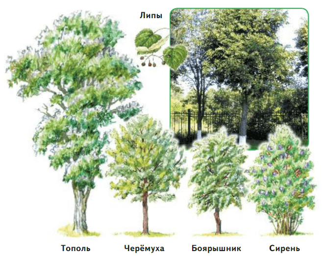 Задание рисунок 1